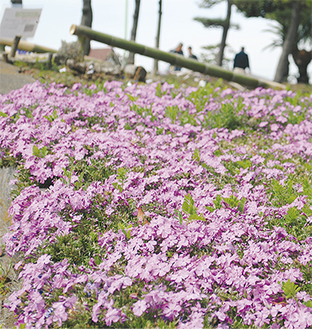 遊歩道沿いに敷き詰められた芝桜（３月28日撮影）