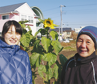 花を咲かせたひまわりと農園を管理する「湘南ＬＥＴＳ」のメンバー（１月16日撮影）