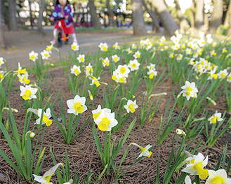 鮮やかな花を咲かせるスイセン（3月22日撮影）