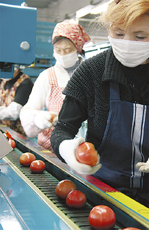 レーンの上を真っ赤なトマトが流れる選果場。多くの女性たちが午前９時から作業場に立つ