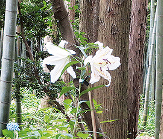 同園に咲くヤマユリ（６月26日撮影）