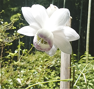 日本固有種のレンゲショウマ。花言葉は「伝統美」