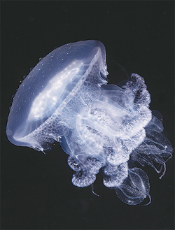 蓑をまとったような姿のミノクラゲ写真提供：新江ノ島水族館