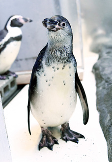 昨年６月にふ化したフンボルトペンギンの子ども