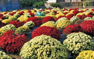 赤や黄色、白など約７００株が咲き誇る（＝６日、善行）