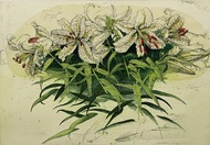 緻密な表現 豊かな色彩