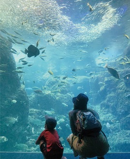 相模湾大水槽前で魚を見つめる親子（＝先月31日、新江ノ島水族館）