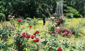 赤やピンク、白など色とりどりのバラが見ごろの大庭城址公園のバラ園（６日撮影）