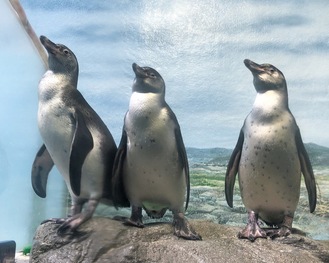 愛称を募集しているフンボルトペンギンの子ども（同館提供）