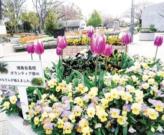 湘南台高校ボランティア部の生徒らが手植えした花壇（＝４日、湘南台公園）