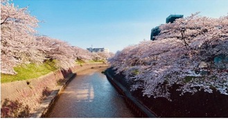 湘南台の四季の顔が楽しめる。写真は引地川の桜並木