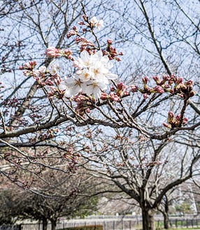 引地川親水公園で開花し始めた桜（3月21日撮影）