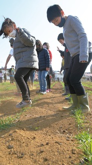 列に並んで横歩きで麦を踏む児童たち