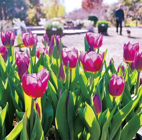 長久保公園のアイスチューリップ（12月17日撮影）