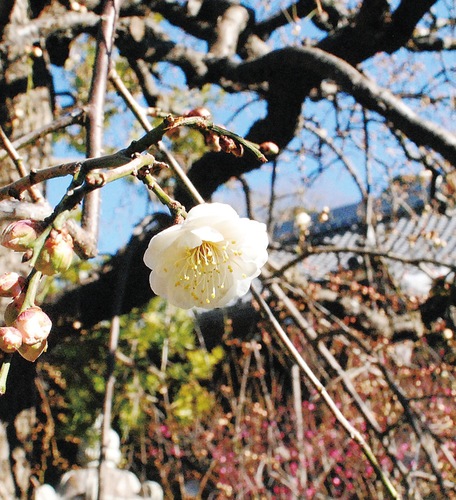 常立寺境内で開花したしだれ梅