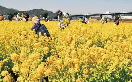 のどかな春の陽気に包まれながら”せっせ”と菜の花を摘む参加者