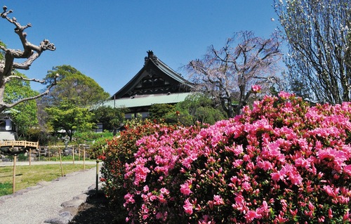 色鮮やかなピンクの花をつけたツツジ＝14日撮影