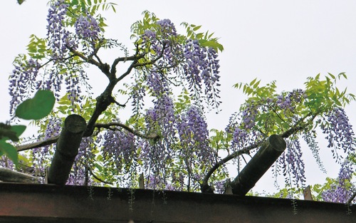 長久保公園のフジ棚（４月22日撮影）