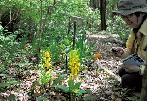 園内各所に咲いたエビネ