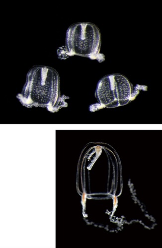 新種のミズタマスズフリクラゲ（上）、日本初記録種のカンザシスズフリクラゲ（いずれも同館提供）