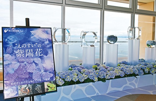 クラゲとアジサイに彩られた館内（提供）