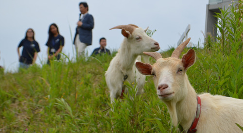 双子ヤギのマユ（手前）とカイ、入寮式で