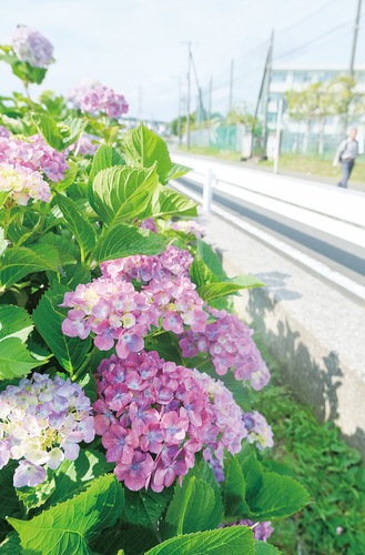 大輪の花を咲かせるアジサイ＝６月２日撮影