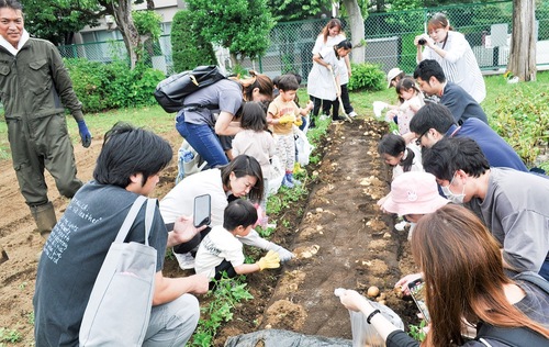 親子で協力して収穫