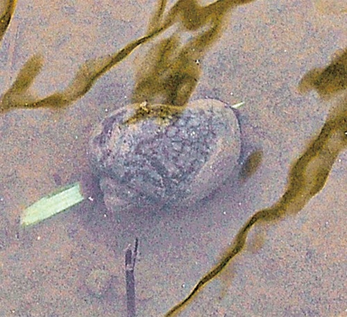 水田に生息するジャンボタニシ（ＪＡさがみ提供）