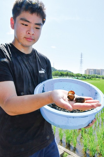 捕獲したジャンボタニシを見せる高校生（ＪＡさがみ提供）