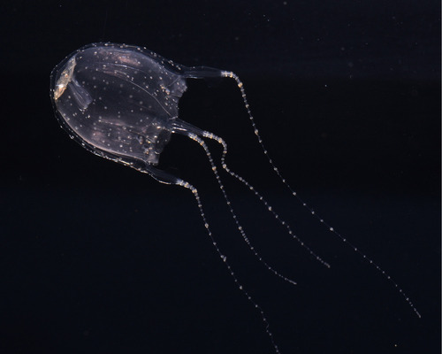 フクロクジュクラゲ（新江ノ島水族館提供）