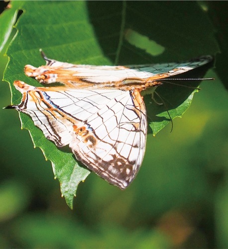 川名清水谷戸で見つかったイシガケチョウ（３日、上村さん撮影）