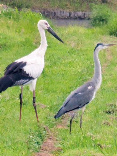 目撃されたコウノトリ(写真左)とアオサギ（永田さん提供）