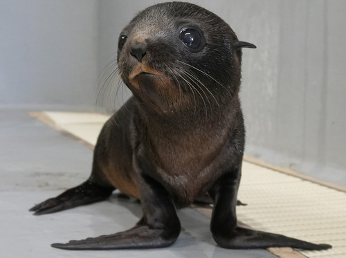 つぶらな瞳のミナミアメリカオットセイの赤ちゃん