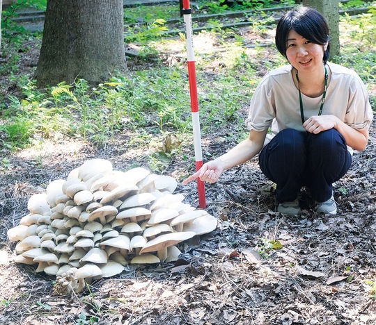 幅80cm程度まで広がるニオウシメジを指さす松倉助教＝７月24日撮影