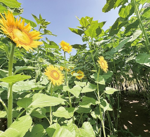 ヒマワリの迷路（６日撮影）