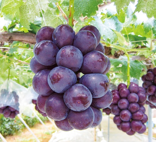 瑞々しい大粒を実らせる藤稔（市提供）