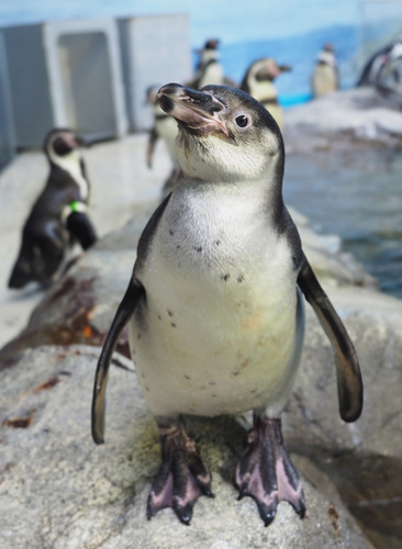 愛称を募集するフンボルトペンギンの子ども（同館提供）