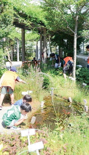 藤沢メダカ池を清掃する子どもたち