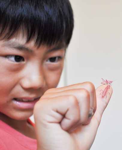 活発に動くピンク色のクビキリギス２匹を見守る和航君