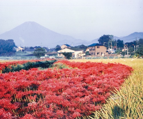 以前の同地区の彼岸花（遠藤彼岸花の会提供）