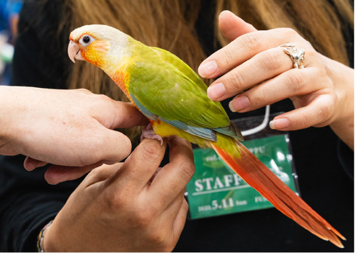 カラフルな小鳥（前回）＝鶴羽さん提供