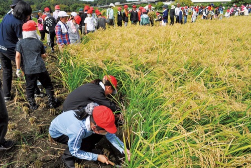 真剣に稲を刈る小学生たち