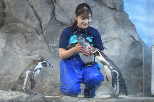 トリーターに抱っこされるナギと育ての親のフク（左）とマーチ＝新江ノ島水族館提供