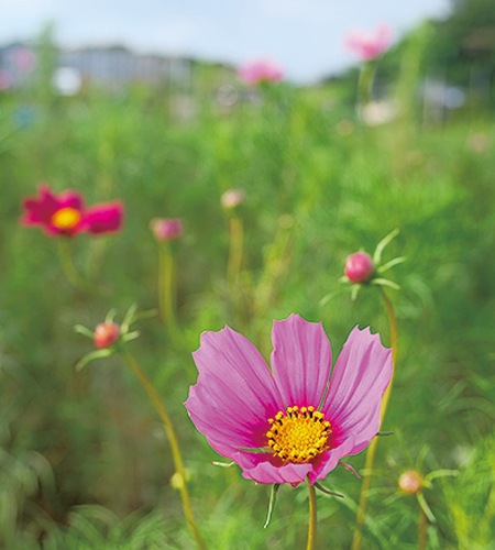 遠藤支店の裏手に咲くコスモス（10日撮影）