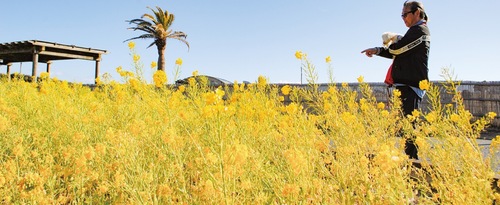 犬の散歩に訪れ、菜の花を眺める人＝２月９日撮影