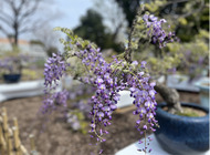 多様な藤楽しんで