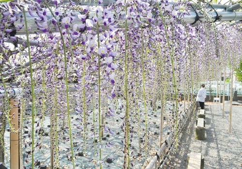 長い房に薄紫色の小さな花をつける弁慶藤＝14日撮影