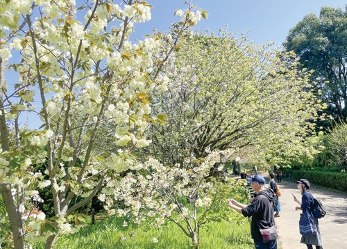 フラワーセンター内で咲く御衣黄と鬱金の桜
