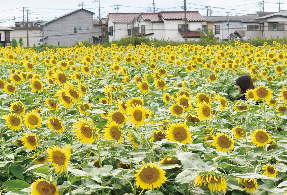 長後のひまわり畑 名残の夏 ５万本鮮やか 藤沢 タウンニュース